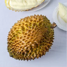 تÙ
 Ø§ÙØ§ÙØªÙØ§Ø¡ Ù
Ù Ù
ÙØ¸Ù ÙØ³Ø§Ø¯Ø© شجرة Ø¯ÙØ±ÙØ§Ù ÙØ²Ù
 ÙÙØ¨Ùع Gharbo Org