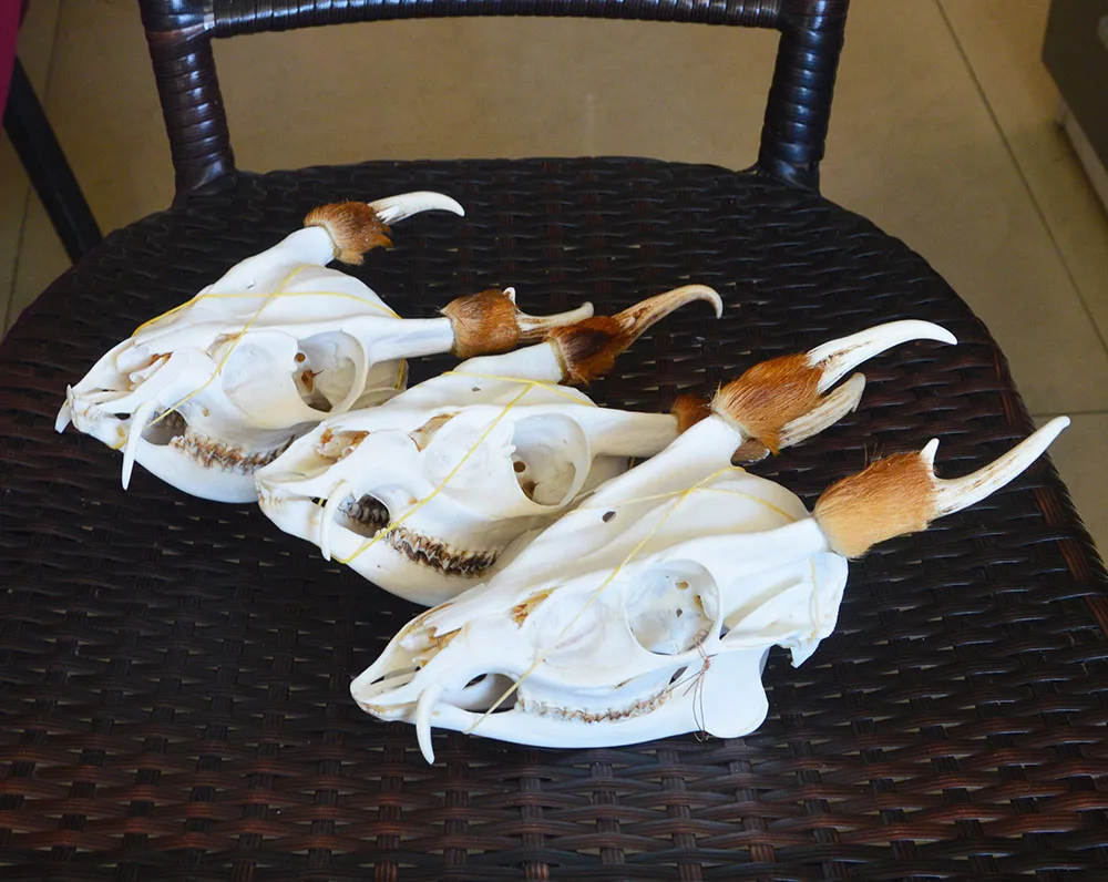 Натуральный реалистичный череп мунтиака reevesi/Muntiacus muntкак/Muntjac Buck Skull
