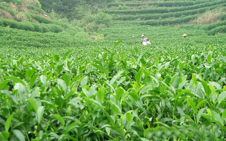 Китайский высококачественный 1725 Anxi Tie Guan Yin Улун чай А+ заварка с натуральным osmanthus fragrans Китайский органический чай Tieguanyin