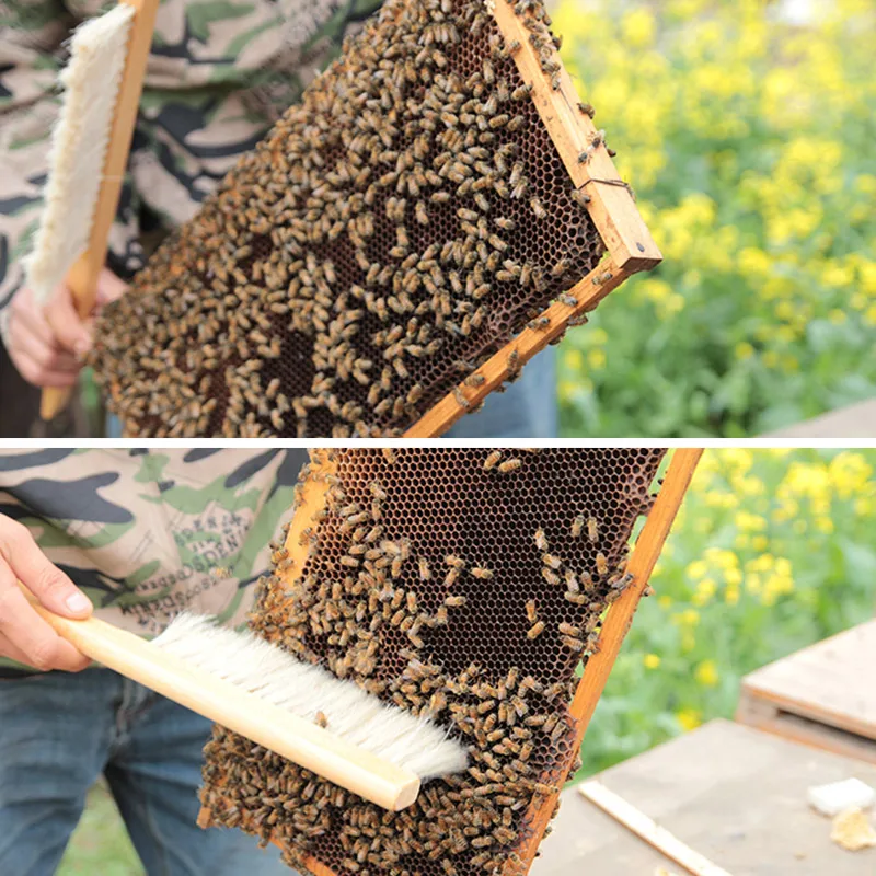 Plastic Sweep Bristle Beekeeping Bee Brush Beekeeper Beehive Tools New AB 