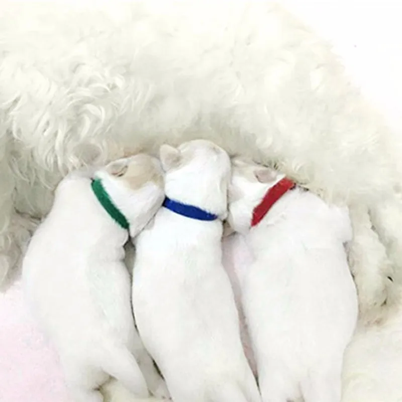 12Pcs/lot Dogs Collars Puppy Kitten Identification Collar Kitten Whelping ID Collar Bands for Small Dogs Cats Pet Supplies