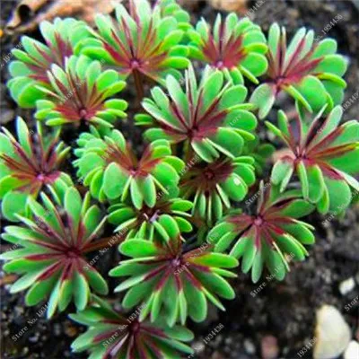 Красные Oxalis цветные цветы бонсай 100 шт Редкие Планты для сада, дома, посадки цветов oxalis растения на продажу - Цвет: 1