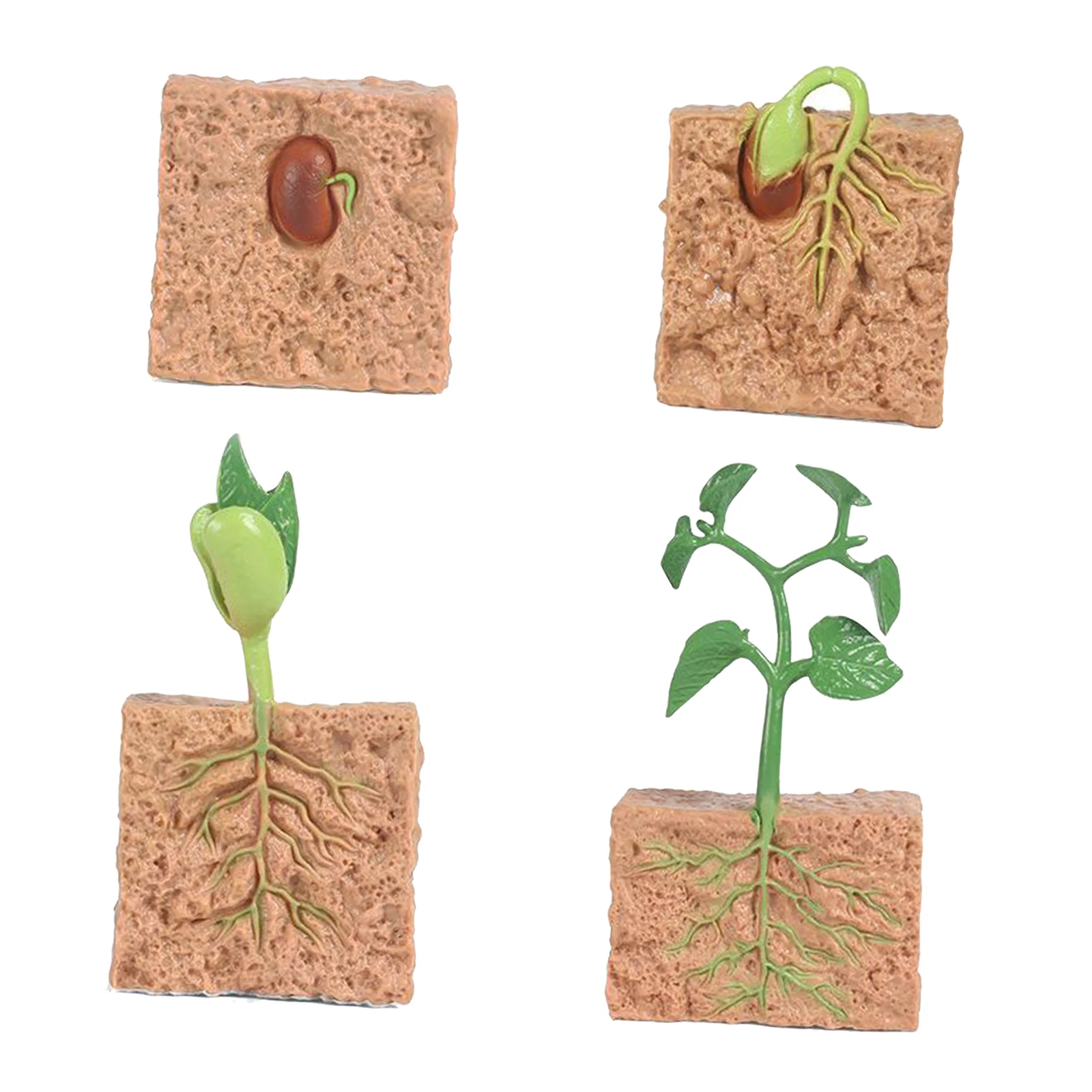 4 Piece Life Cycle Figures, Plants Plastic Soybeans Seeds Toy Model Figure - Authentic Hand Painted Model 4 Piece Life Cycle Figures, Plants Plastic Soybeans Seeds Toy Model Figure - Authentic Hand Painted Model