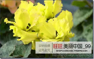 Прямых продаж маленький Semillas De Flores 20 шт./упак. бонсай качество цикламен Сад Комнатные растения кроличьи уши, чтобы провести