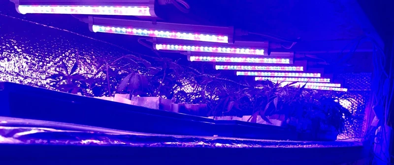 Светодиодный светильник ReBlue для выращивания растений, фито-лампа, 12 Вт, 24 Вт, светильник для растений, лампа для растений, полный спектр, лампа для выращивания растений, лампа для цветного аквариума