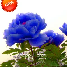 Свежий китайский пион цветочный горшок, фиолетовый, синий редких Пион цветочный сад, 10 шт./упак.,# OC1ULC