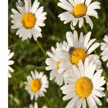 

Ngryise 20Ml A Set chamomilla chamomilla