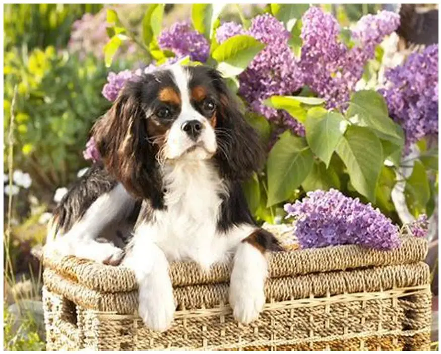 

5d diamond embroidery dog diamond painting Cavalier King Charles Spaniel full square mosaic rhinest