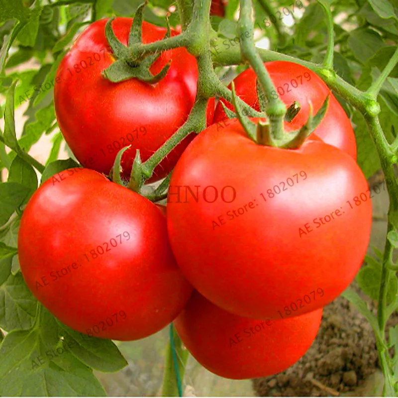 Установленные сроки! 100 шт./пакет бонсай растения томатов горшочные балконные бонсай для фруктов и овощей, растения для домашнее садовое растение,# JB4U8E - Цвет: 6