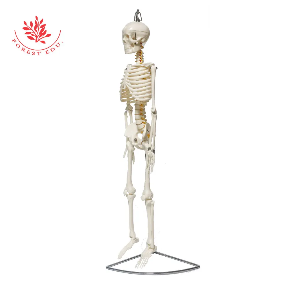 Medical Science FRT006 Half Life Size 85cm Skeleton Hanging Type With Spinal Nerves & Carotid Artery Scientific