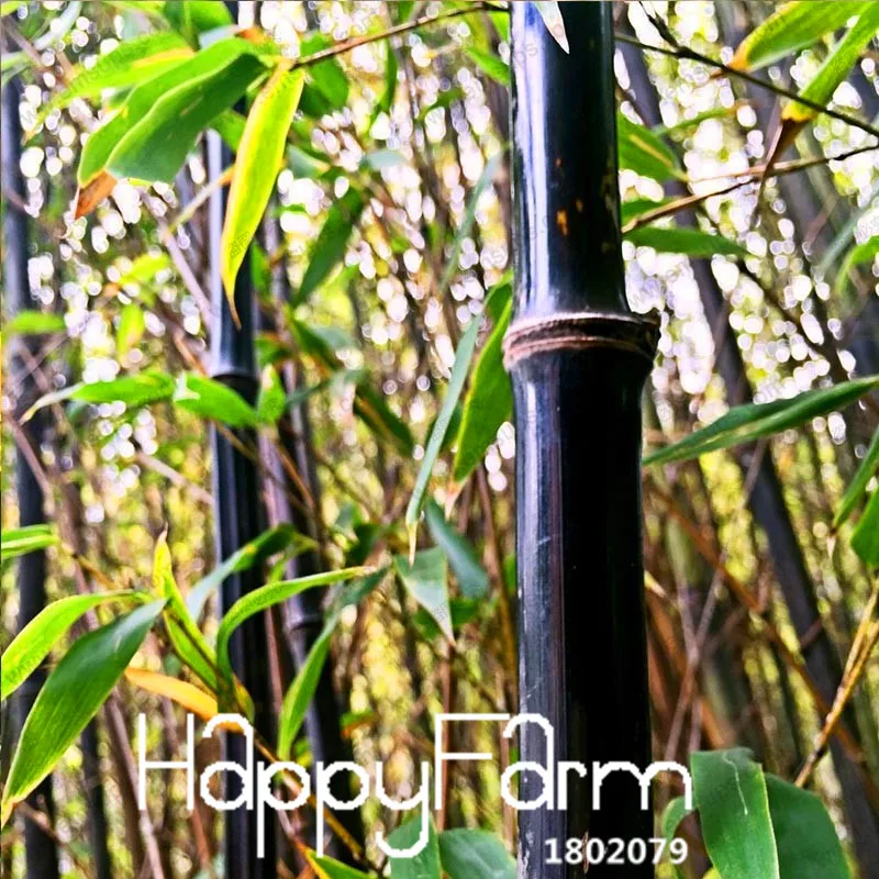 Лидер продаж! Редкий фиолетовый Тимор бамбуковые растения Bambusa с черными бамбуковыми карликовые деревья, посаженные двор Yi 100 шт./упак.,# FTTTLE