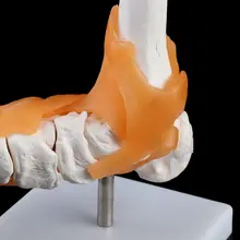 1: 1 человеческий скелет модель сустава медицинская Анатомия Связки лодыжки анатомически обучающий инструмент LX9A