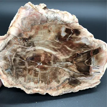 

1.03kg Natural Petrified Wood Specimen Semi-precious Stone Slices Crystals Healing Stones for Home Decor for Sale