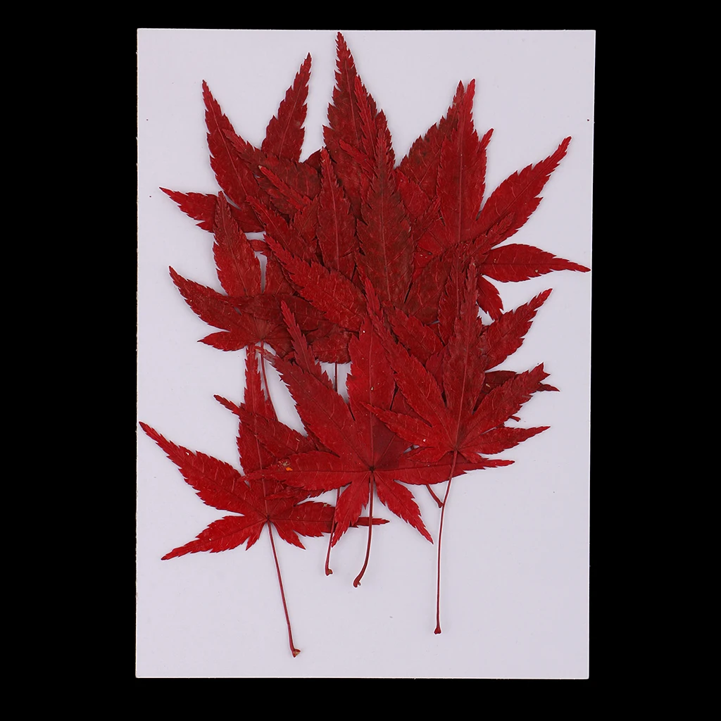 12x Real Dried Flower Leaves Red Maple Leaf for DIY Craft Card Making Decor