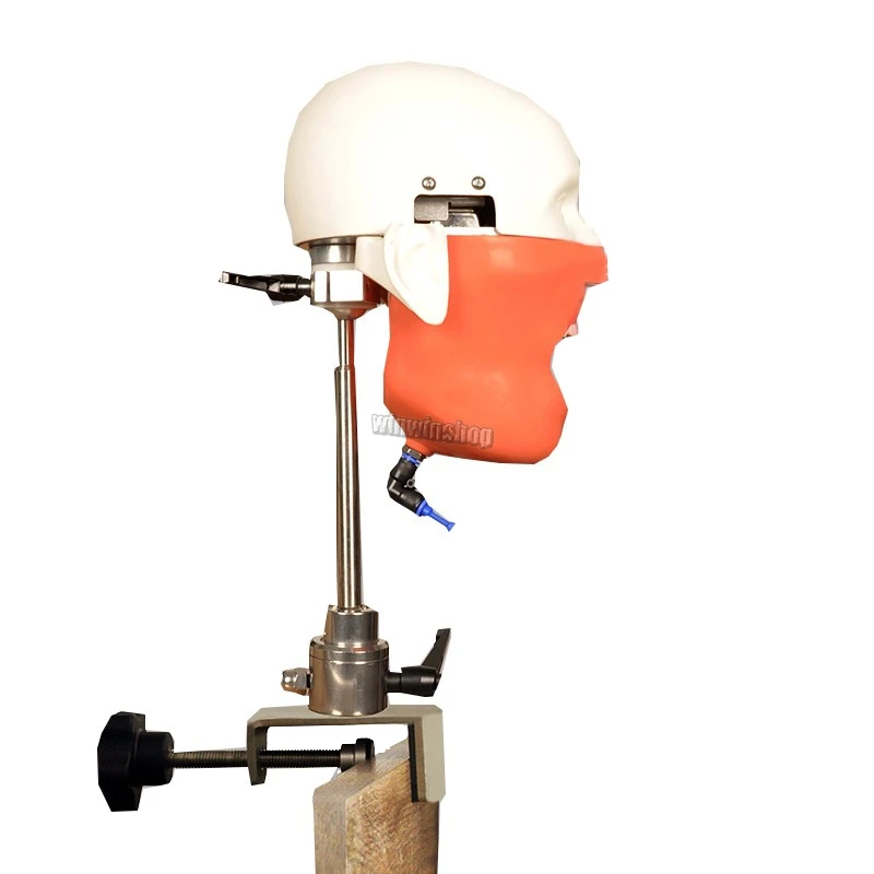 US $377.30 1PC Dental Student Manikins Model And Dental Models Phantom Head For For Teaching And Learning In Dental Classes