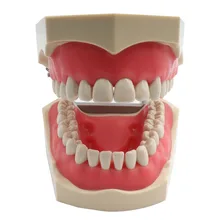 Modelo dental dentes modelo adc modelo credenciado modelo de ensino dental modelo de demonstração dente com 32 parafuso-nos dentes