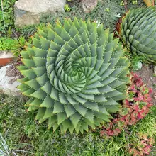 10 шт. свежий настоящий алоэ полифилла пилланс-Nvwangluhui-Succulent S
