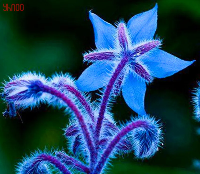 100 шт./упак., огуречник аптечный цветок flores, красивый простой расти годовой цветок, горшечные растения бонсай для дома и сада и балкона
