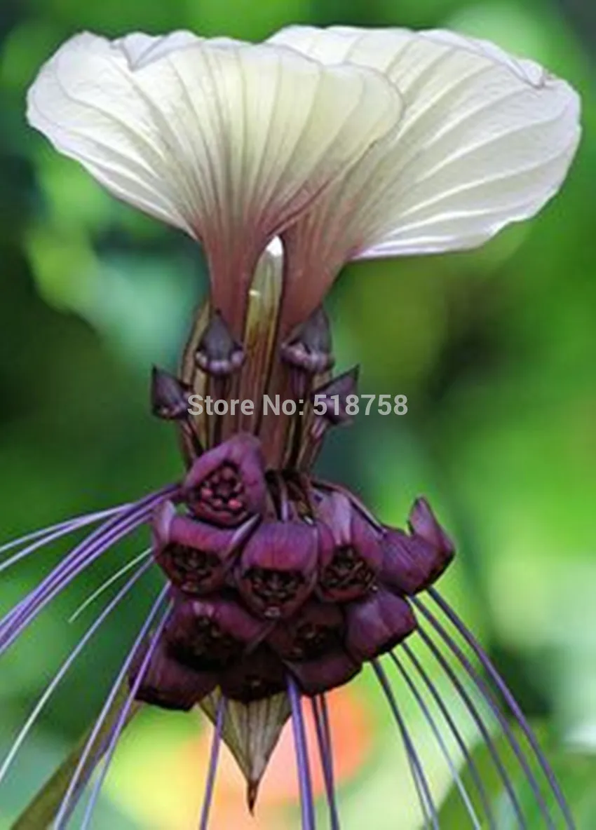 100 шт свежий настоящий Tacca Integrifolia OoEasy Fing flower F