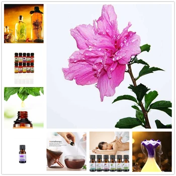

10ml Pure Essential Oils for Aromatherapy Diffuser Relieve Stress Calmness Massage Rose of Sharon Fragrance Aroma Essential Oil