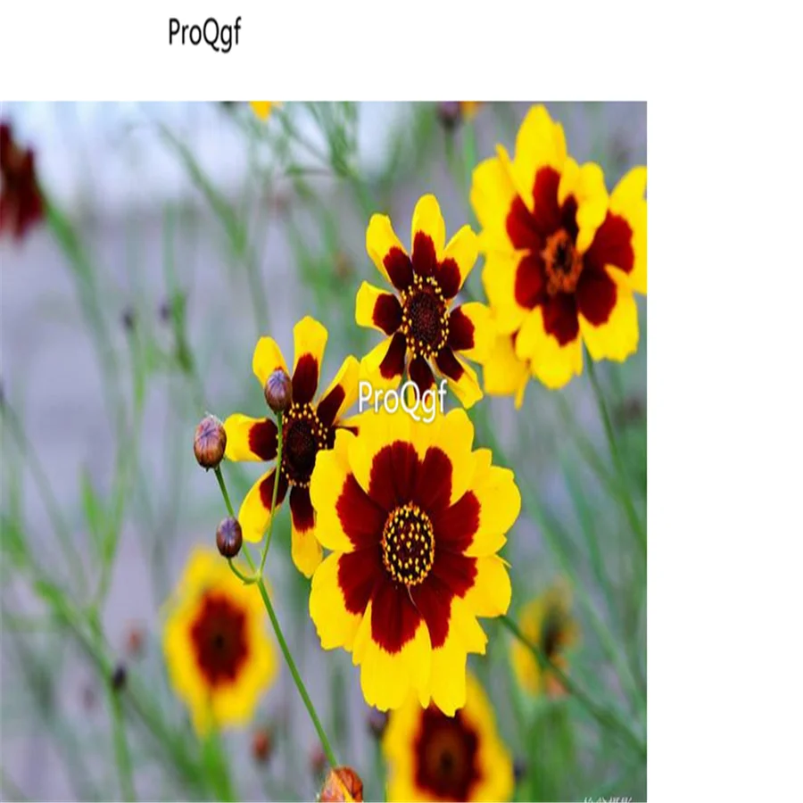 Ngryise 8000 шт набор Sanvitalia procumbens
