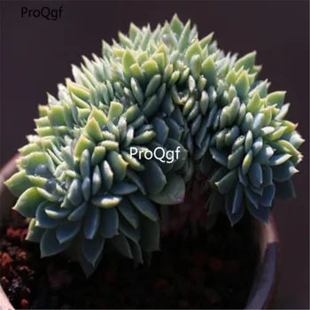 

Ngryise 1Pcs A Set sansejin succulent cluster