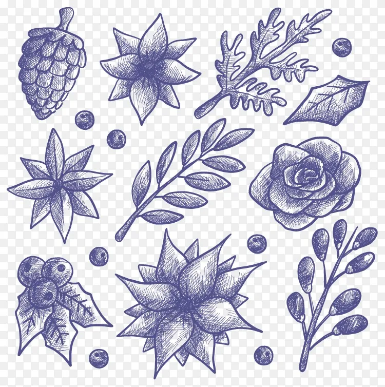 绘花槲寄生冬花及手绘素描png图片素材免费下载 图片编号4254 Png素材网