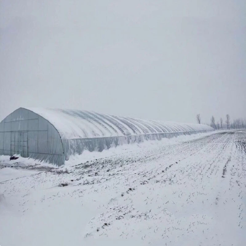 6m Wide and 10m Long Steel Frame Plastic Film Vegetable Greenhouse