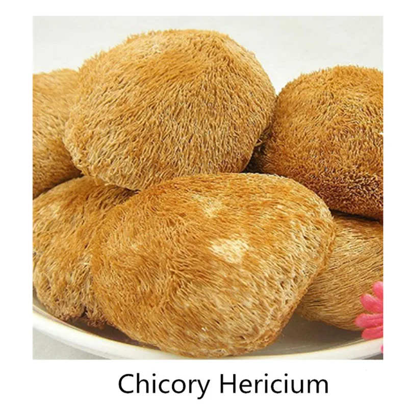 

Chicory Hericium erinaceus 100pcs , chicory extract, Hericium extract, high protein bodybuilding muscle