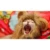 Pet Cat Decor Accessories Lion Wig Costume Cats Accessories Cute Funny Small And Medium-Size Pet Accessories Lion Mane For Cat