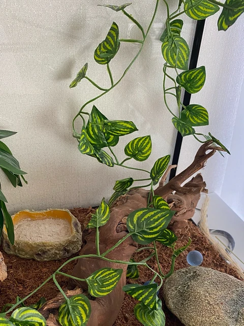Artificial Vine Lizards Reptile Terrarium Decoration Chameleons Climb Rest Plants Leaves Length 220cm Artificial Vine Lizards Reptile Terrarium Decoration Chameleons Climb Rest Plants Leaves Length 220cm