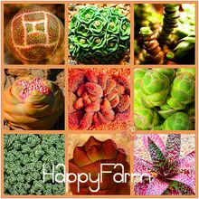 100 шт./пакет литопс лжеобрубленный бонсай живой камень(литопс) Редкие суккулентные растения для дома и сада растений,# YWXGZB