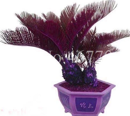 50 шт. Япония красочные Cycas Крытый Drawf бонсай в горшках открытый саго пальмовое цветочное растение для домашний садовый горшок Декор легко вырасти - Цвет: 50pcs8