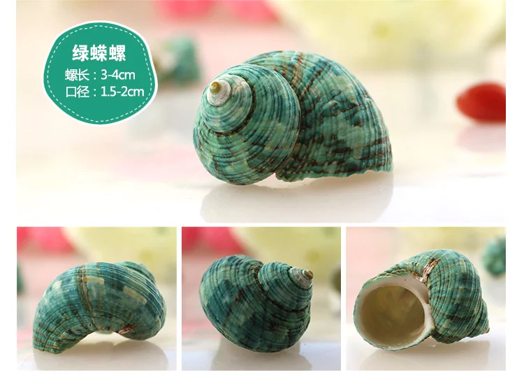 Spiral Shell Fish Tank Shellfish Hermit Crabs Tank Decoration Natural Shell Conch Decoration Crafts Micro-landscape Specimens
