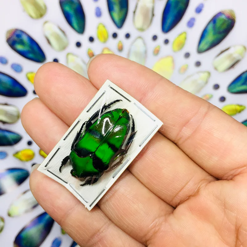 Collection of foreign insect specimens scarab beetle true ischiopsopha bifasciata decorations for home | Дом и сад