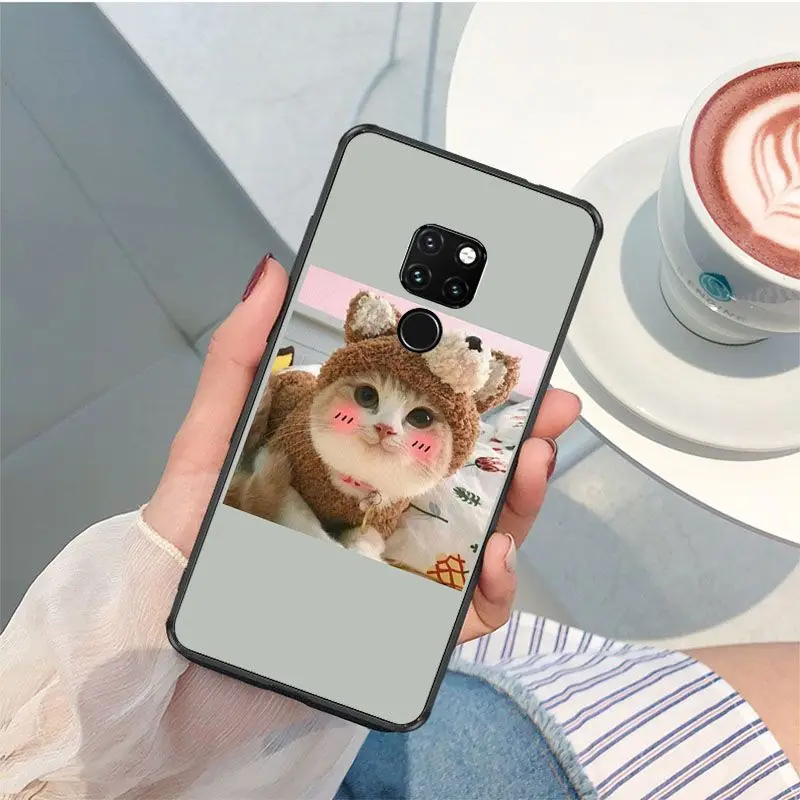 Cute funny funny kitten cat