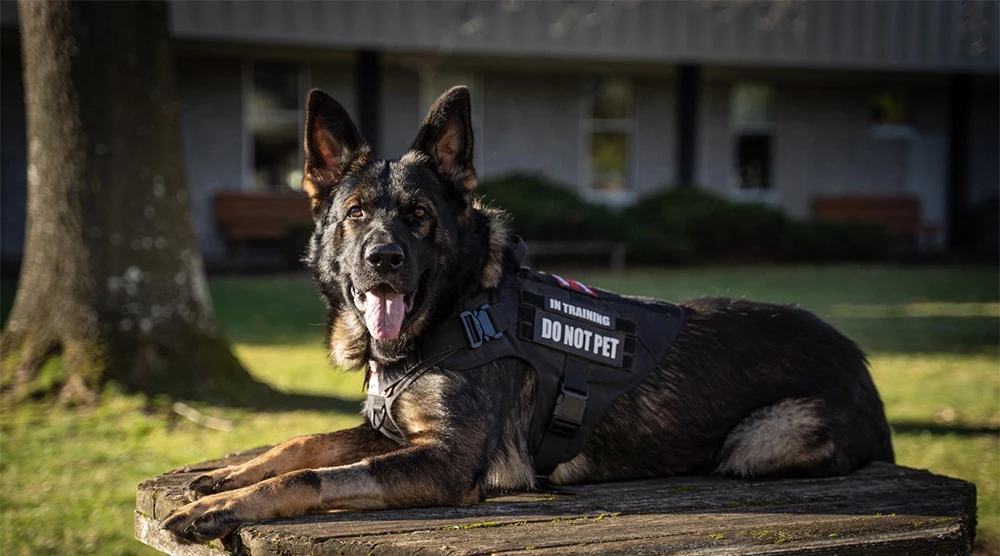 Vest For Dog Training Set - Large Dog Harness with Leash and Collar, Perfect for German Shepherds, Malinois, and All Breeds