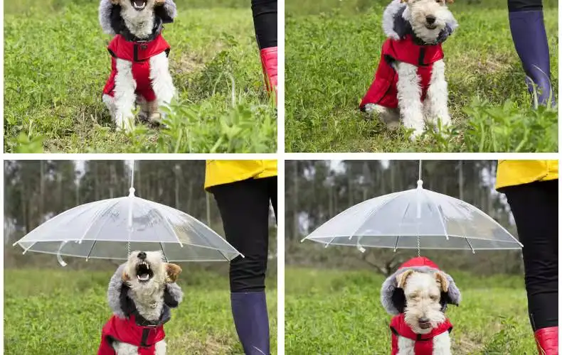 Convenient Transparent Rain Umbrella With A Leash For Dogs
