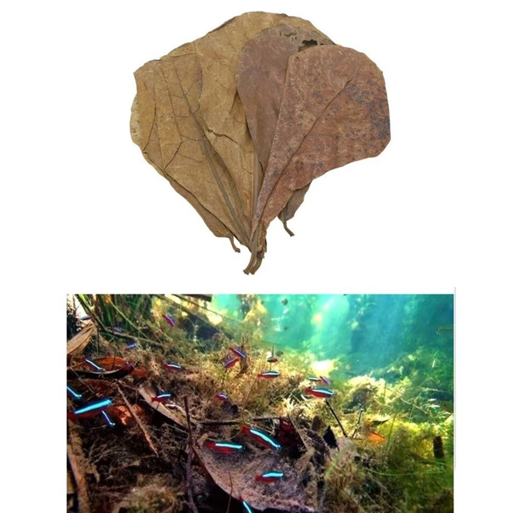 10pcs Indian Almond Leaves for Betta, Induce Breeding and Boost Immunity, Reduce Stress, No Toxic , Easy to Use