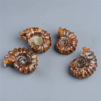 

3pc High Quality Natural Marisa Cornuarietis Ammonite Madagascar fossil Specimen Decoration
