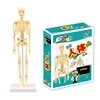 Children Science STEM Game Assembled Human Body Kids Educational Toy Skeleton Anatomy Organs Bones Kit STEM Toys 4