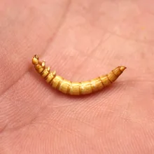 Bimoo 1ボトル鯉釣り餌ドライパンワーム淡水魚昆虫餌ミルワーム Aliexpress スポーツ エンターテイメント