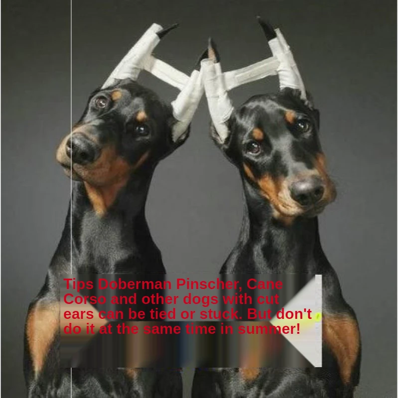 Large and Small Dog Ear Positioning Aid Correction for Sheepdog Shiba Inu Doberman Pinscher Corgi Fixed Stand Adjustable | Дом и сад