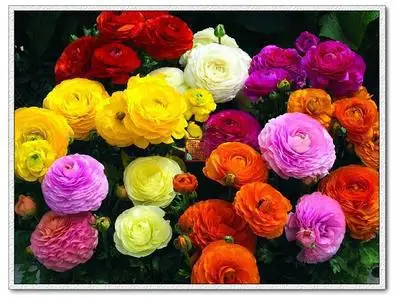 100 шт./пакет лютик asiaticus цветок flores персидский Лютик растения горшок цветок, растение, свадебная брошь, Сад бонсай «сделай сам» для дома растения