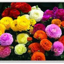 100 шт./пакет лютик asiaticus цветок flores персидский Лютик растения горшок цветок, растение, свадебная брошь, Сад бонсай «сделай сам» для дома растения