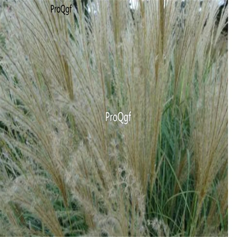 Ngryise 8000 шт набор Miscanthus sinensis