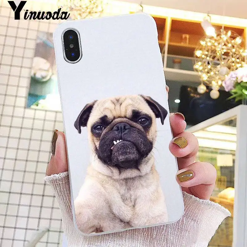 Animal Cute Pug Dog