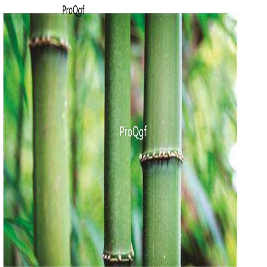 

Ngryise 500Pcs A Set Chimonobambusa quadrangularis