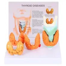 

1 Set Human Thyroid Anatomical Pathology Model Teaching Resource Tool Kit