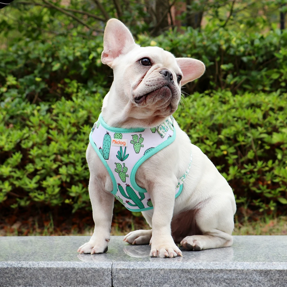 puppy harness french bulldog